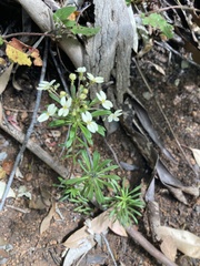 Stylidium rhynchocarpum