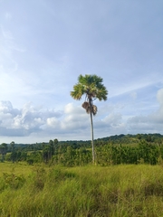 Borassus flabellifer