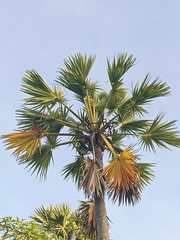 Borassus flabellifer