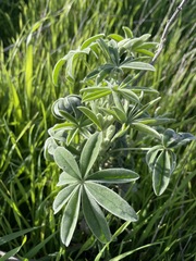 Lupinus longifolius