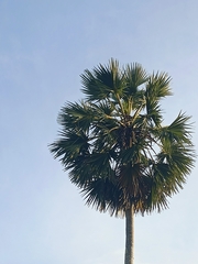 Borassus flabellifer