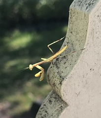 Pseudomantis albofimbriata