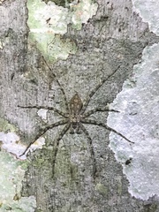Pandercetes