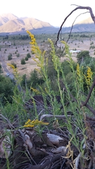 Solidago chilensis