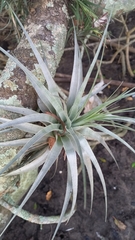Tillandsia gardneri