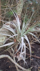 Tillandsia gardneri