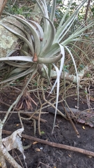 Tillandsia gardneri