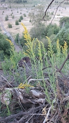 Solidago chilensis