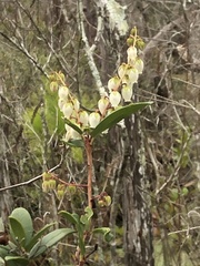 Pieris phillyreifolia