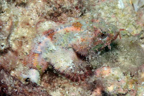 Bandfin scorpionfish (Scorpaenopsis vittapinna) — Scorpaenidae — 5