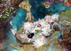 Bandfin Scorpionfish photo 2