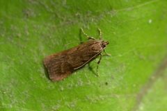 Phaeosaces apocrypta