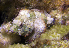 Bandfin Scorpionfish photo 1