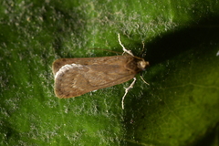 Phaeosaces apocrypta