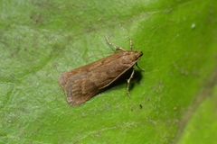 Phaeosaces apocrypta