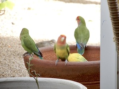 Agapornis roseicollis