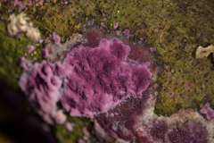 Byssomerulius psittacinus