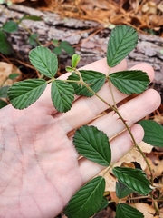 Rubus cuneifolius