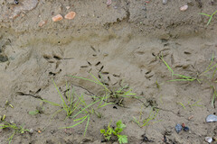 Charadrius vociferus