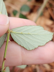 Rubus cuneifolius