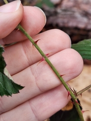 Rubus cuneifolius