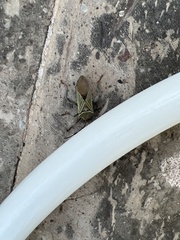 Pachylis nervosus