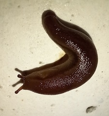 Geomalacus anguiformis