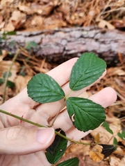Rubus cuneifolius