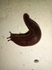 Geomalacus anguiformis