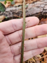 Rubus cuneifolius