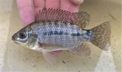 Oreochromis