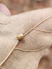 Macrodiplosis majalis