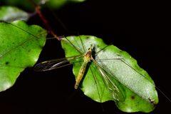 Leptotarsus albistigma