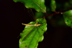 Leptotarsus albistigma