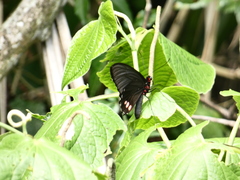 Parides