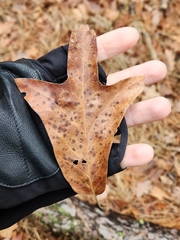 Macrodiplosis majalis