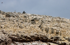 Spheniscus humboldti