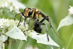 Sphex habenus
