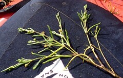 Spergularia canadensis
