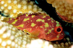 Sebastapistes cyanostigma