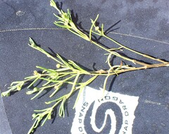 Spergularia canadensis