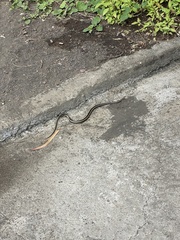 Pseudalsophis steindachneri