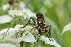 Sphex habenus