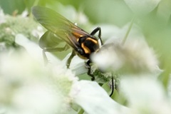 Sphex habenus