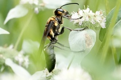 Sphex habenus