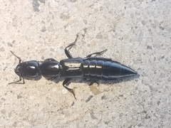 Thyreocephalus