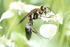 Sphex habenus