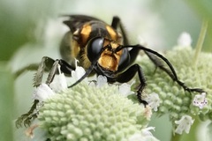 Sphex habenus