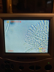 Mucronella calva