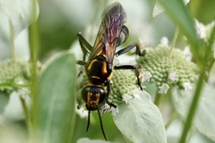 Sphex habenus